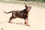 DOBERMANN 862